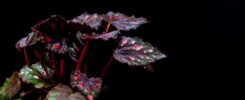 red and green spotty leaves on black background